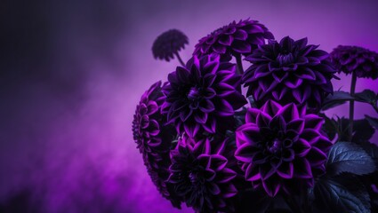 dark floral background with purple neon glow and black violet dahlias.