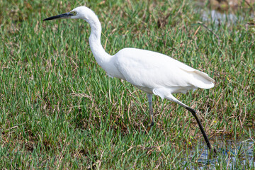 The little egret (Egretta garzetta) is a species of small heron common in aiguamolls emporda girona spain