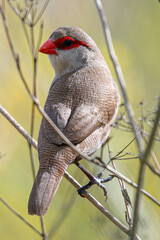 Common waxbill (Estrilda astrild) is a species native to Africa that invades the Mediterranean coast.