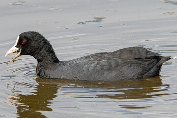 Fulica atra is a eurasian coot very common in the mediterranean aiguamolls emporda girona catalonia...