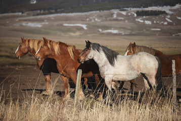 Wild horses in Montana 