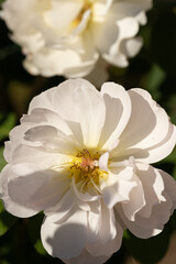 White rose in sunlight with nice shadows.