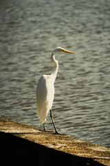 Egret White Heron perched lake side with water in background. 