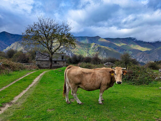 Naklejka premium 'Asturiana de los Valles' cows, Somiedo Natural Park, Asturias, Spain