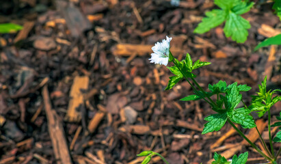 Anemone sylvestris. delicate flowers in the forest. Floral background. White flowers on a natural background