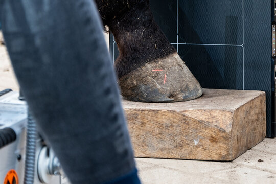 Radiographic x-ray imaging of the equine foot. The radiographic examination of the equine foot provide the veterinarian and farrier with a wealth of information.