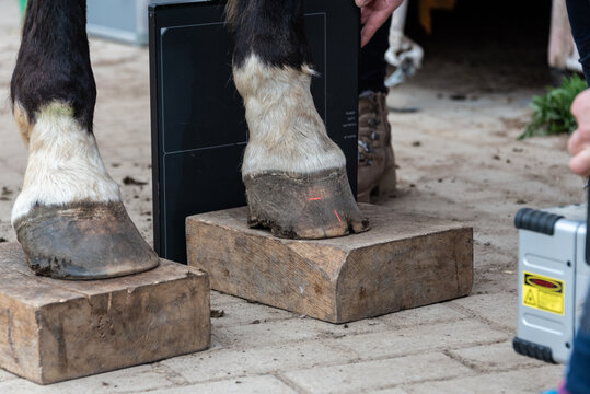 Radiographic x-ray imaging of the equine foot. The radiographic examination of the equine foot provide the veterinarian and farrier with a wealth of information.