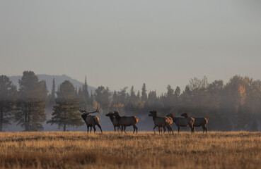 Herd of Elk During the Rut in Grand Teton National Park Wyoming in Autumn