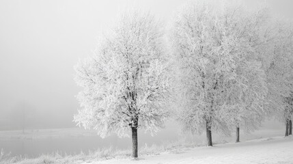 Frost-covered trees