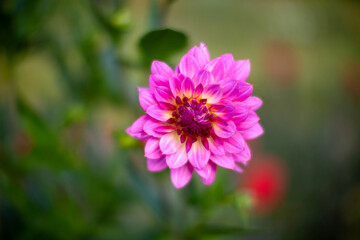 Close up of a beautiful, pink dahlia flower
