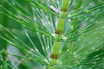 A horsetail reed sprouts new leaf-like scales near a pond in Ashland, Oregon.