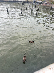 Ducks in the water at City Island, The Bronx New York City
