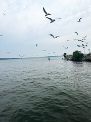 Birds flying in the sky in City Island, The Bronx, New York City