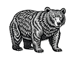 classic engraving style grizzly bear vector