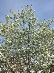 flowers, flower, bloom, garden, vegetable garden, summer, tree