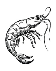 Fototapeta premium Shrimp hand drawn sketch engraving vector illustration
