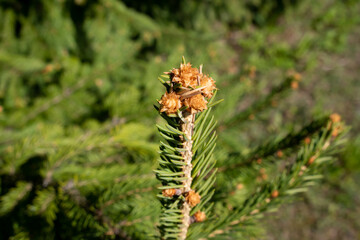 Naklejka premium A small green spruce branch with brown buds blooms in spring.