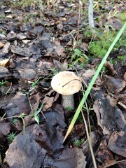 mushrooms, autumn, forest, nature, leaves