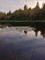river, lake, water, forest, nature, trees