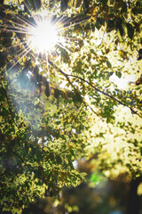 Fototapeta premium Sun in the deoccupied forest