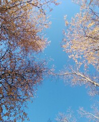 nature, park, autumn, trees, leaves, yellow