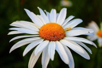 daisy flower closeup