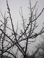 winter, ice, frost, cold, precipitation, weather