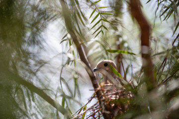 bird on a branch