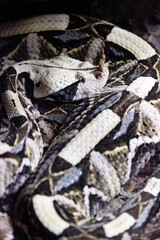 La víbora cornuda o víbora de arena. Víbora cornuda -Vipera ammodytes-, hembra, sacando la lengua.