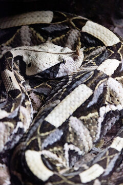 La v&iacute;bora cornuda o v&iacute;bora de arena. V&iacute;bora cornuda -Vipera ammodytes-, hembra, sacando la lengua.