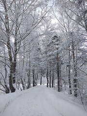 winter, snow, ice, nature, cold, season