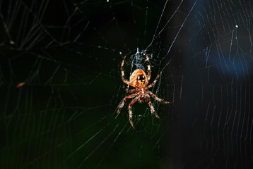 spider on the web