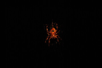 spider in dark