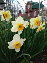 Obraz premium flowers, plants, blooms, beauty, bright, color, nature