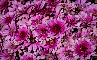 pink and white chrysanthemum blooming in autumn