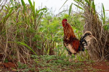 A rooster on the island of Kauai Hawaii
