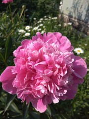 peony, peonies, flowers, nature, garden, blooming peonies