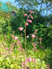 peony, peonies, flowers, nature, garden, blooming peonies, bloom, flower, blossom, summer, pink, plant, beauty, floral, bouquet, colorful