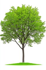 Obraz premium A large green tree stands alone in a field. The tree is tall and has a strong, sturdy trunk. The leaves are lush and green, and the tree appears to be healthy and well-maintained