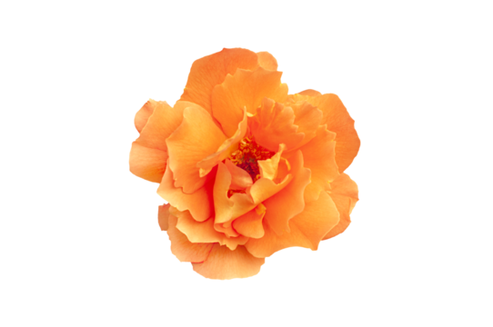 Single rose flower head in bright yellow color, isolated, png format