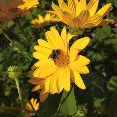peony, peonies, flowers, nature, garden, blooming peonies, bloom, flower, blossom, summer, pink, plant, beauty, floral, bouquet, colorful