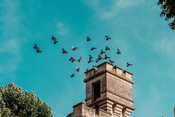 tower and birds in the sky