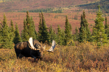 Alaska Yukon Bull Moose in Denali National Park Alaska in Autumn