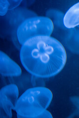 jellyfish in the aquarium water 