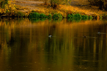 ducks on the lake