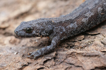 Closeup on a female threatened European alpine newt, Ichthyosaura alpestris