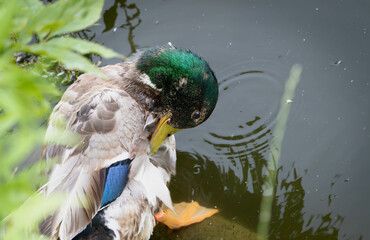 Myjąca się kaczka © Daniel