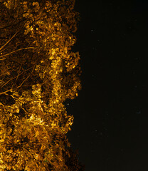 Nocne niebo z jesiennymi liśćmi © Daniel