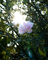 Pięknie oświetlona róża