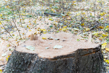 texture tree trunk cut background circle nature stump natural oak old wood forest